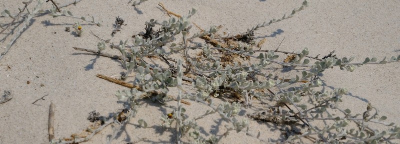 Helichrysum dunense photo 7