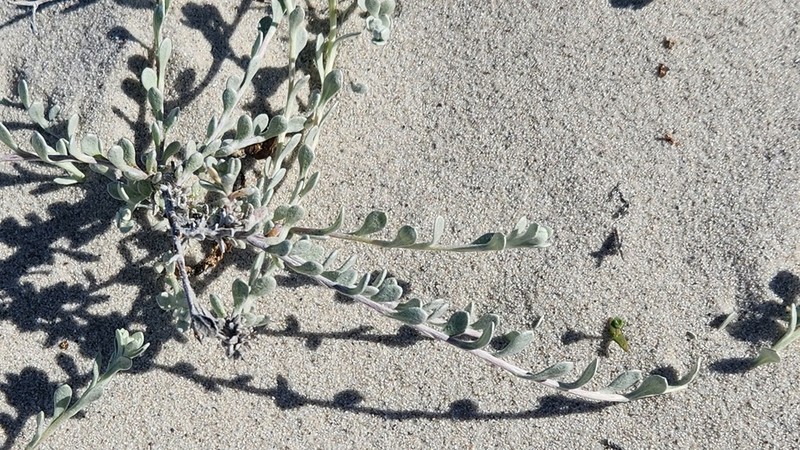 Helichrysum dunense photo 8