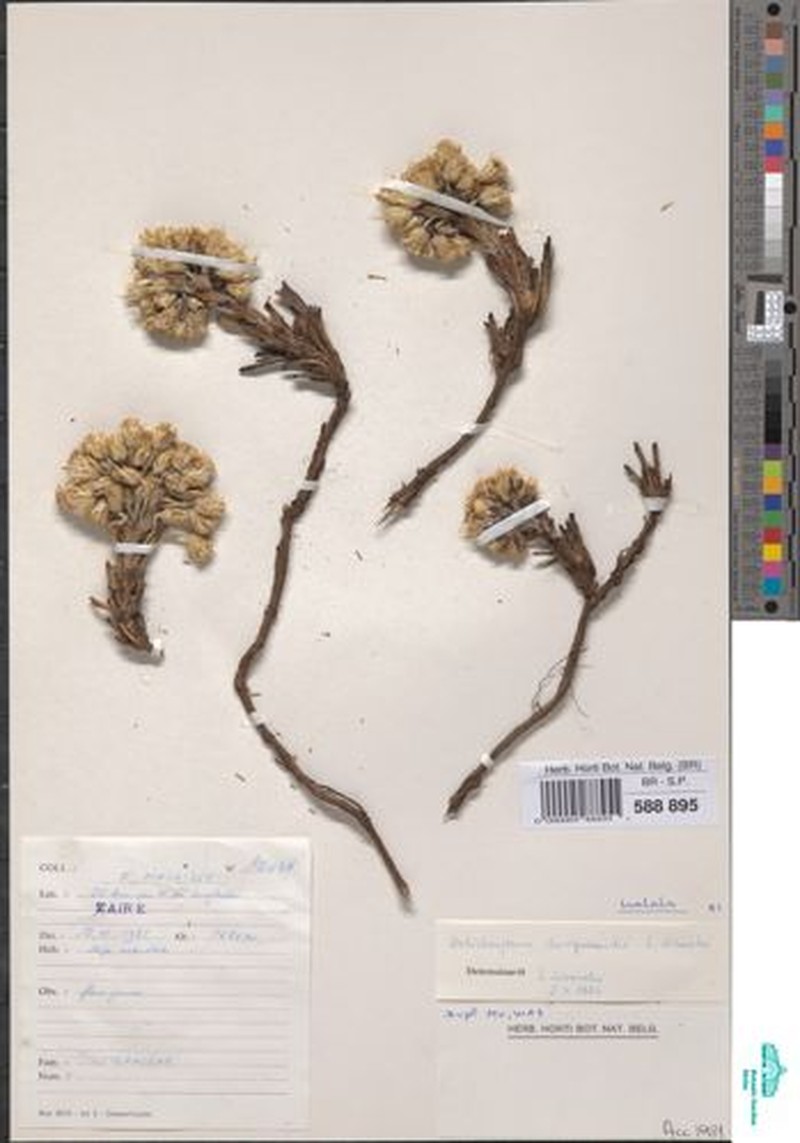 Helichrysum duvigneaudii