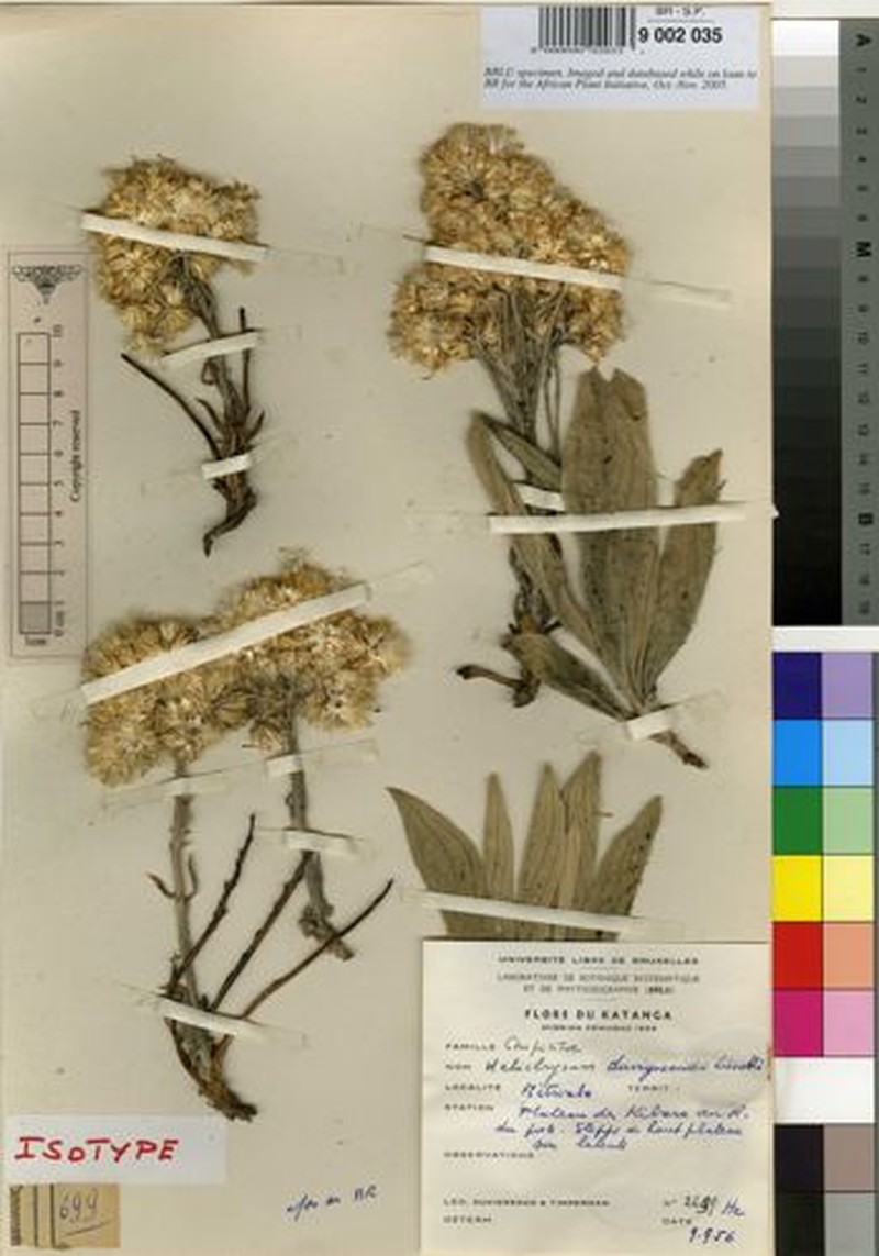 Helichrysum duvigneaudii photo 3