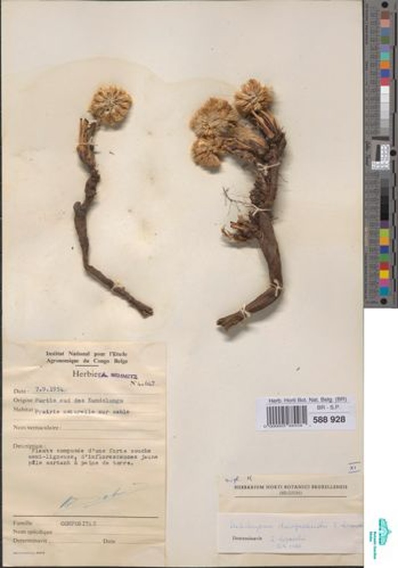 Helichrysum duvigneaudii photo 4