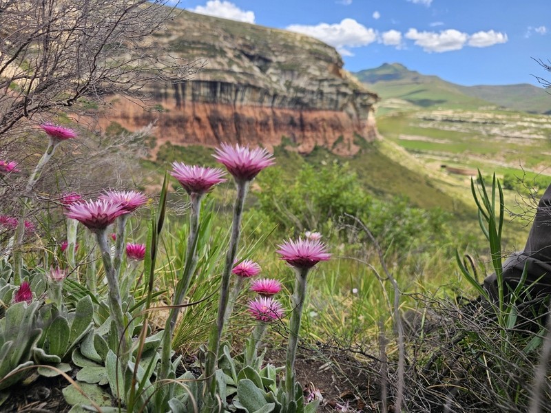 Helichrysum ecklonis