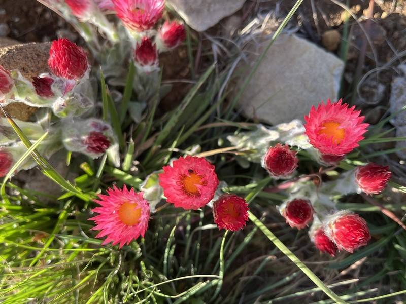 Helichrysum ecklonis photo 2