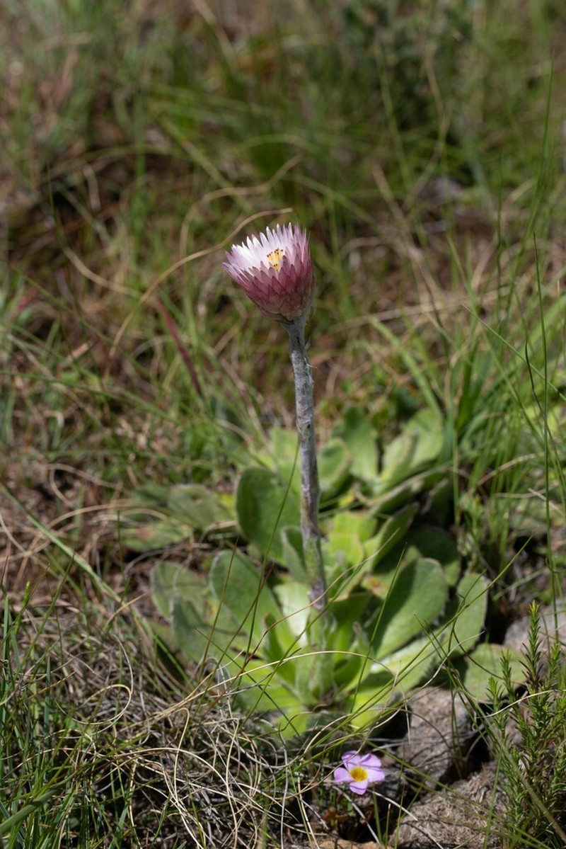 Helichrysum ecklonis photo 3