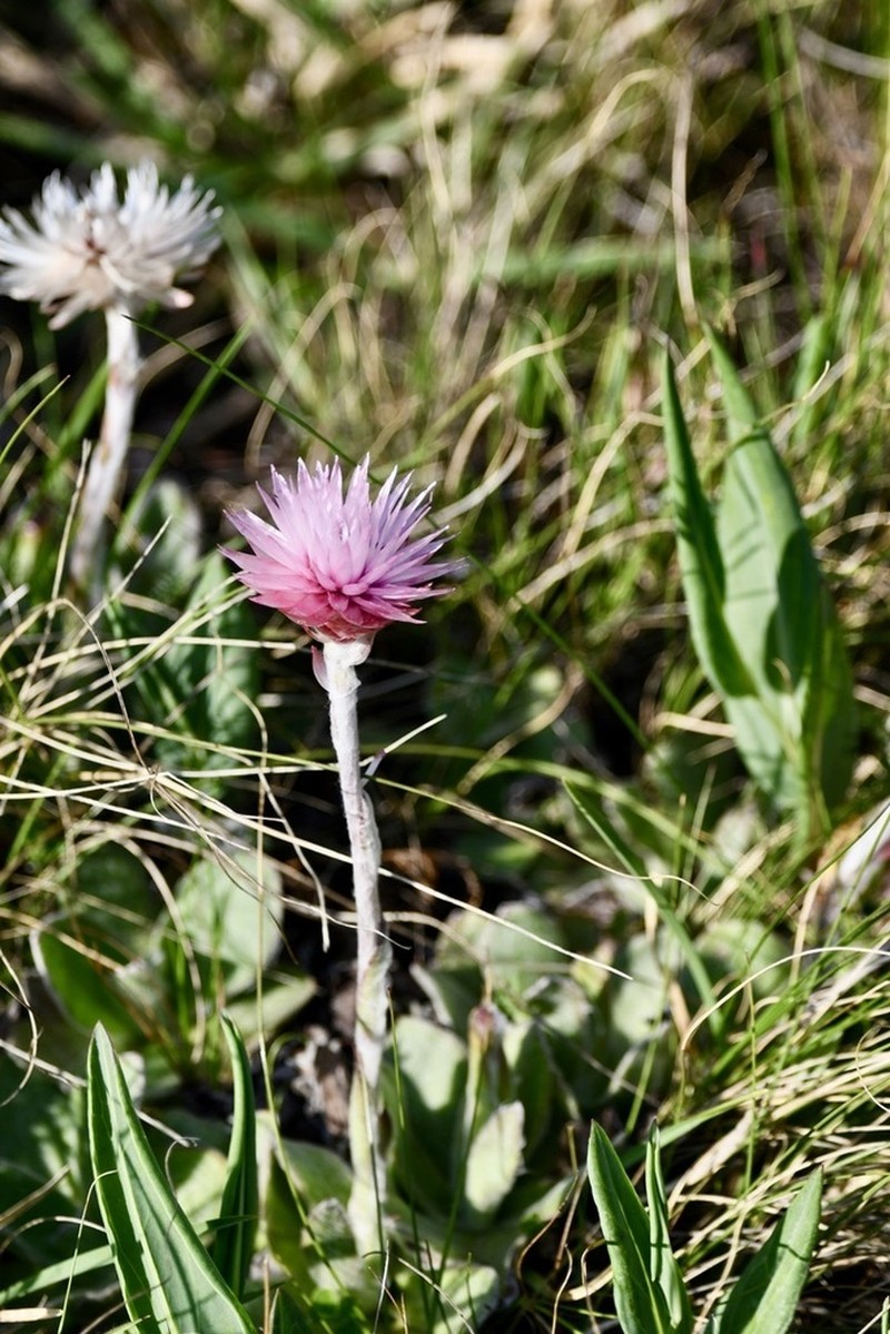 Helichrysum ecklonis photo 4