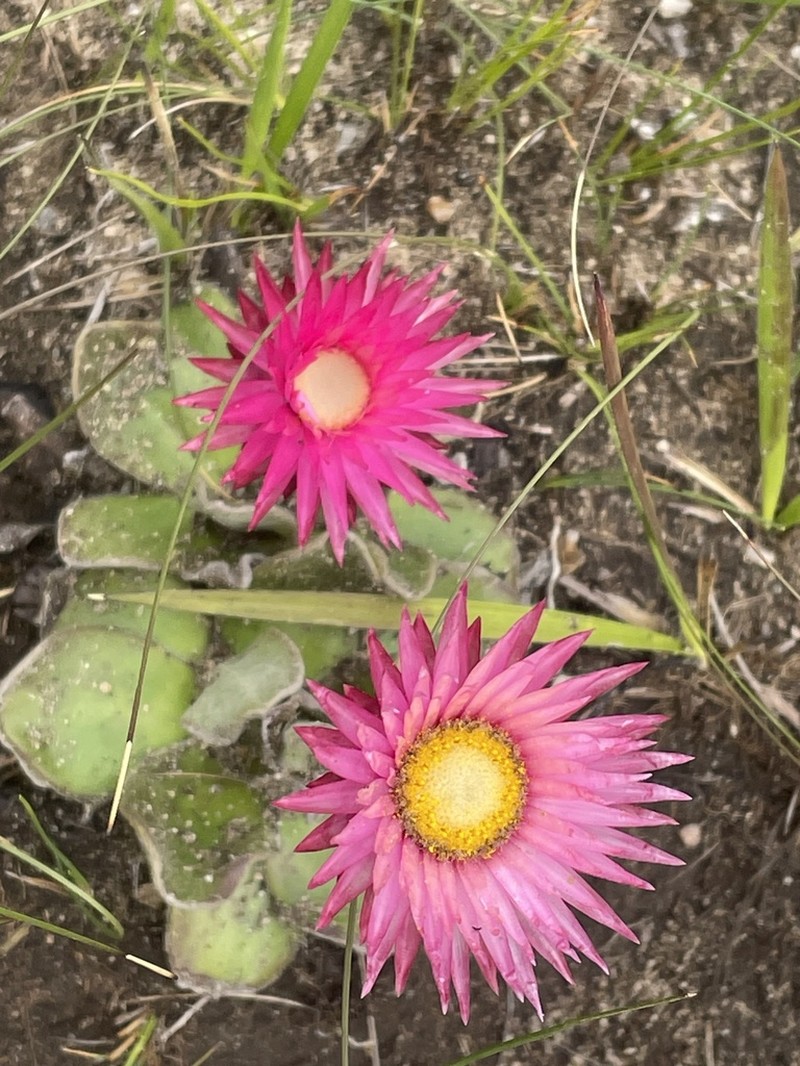 Helichrysum ecklonis photo 5