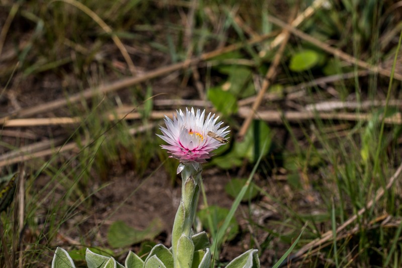 Helichrysum ecklonis photo 6