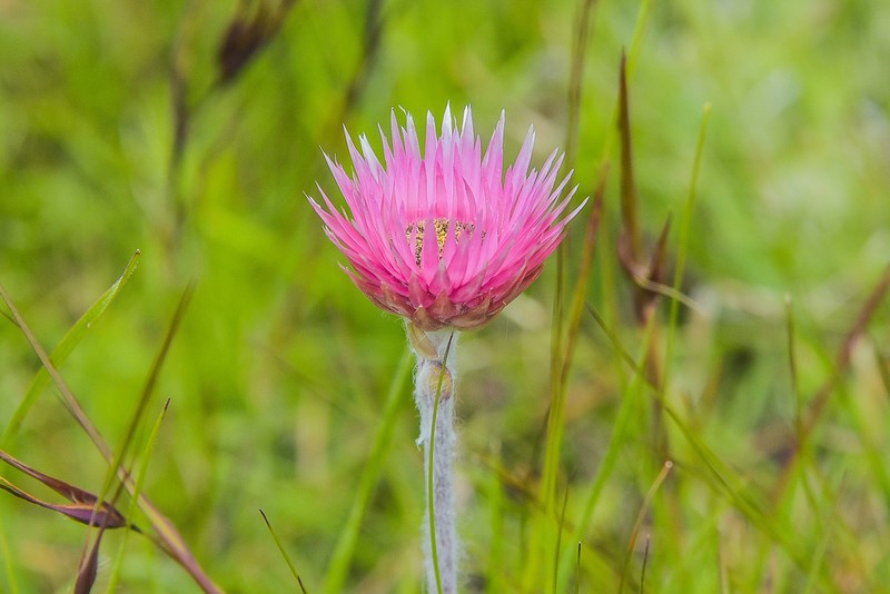 Helichrysum ecklonis photo 8