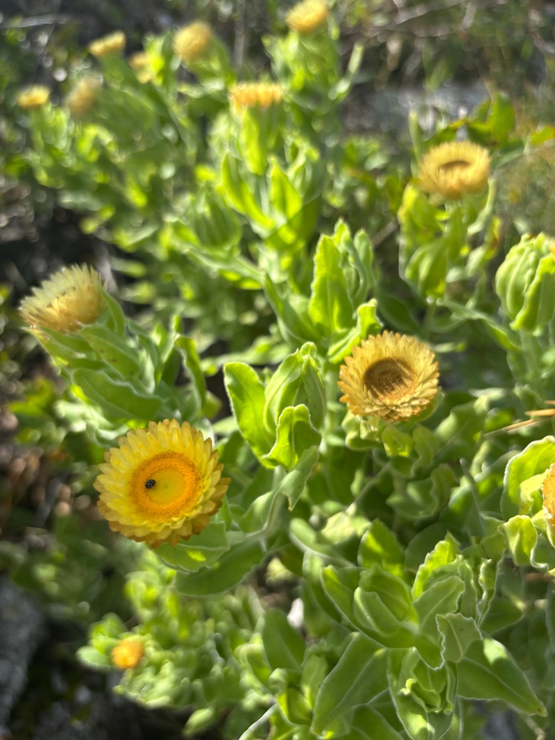 Helichrysum edwardsii