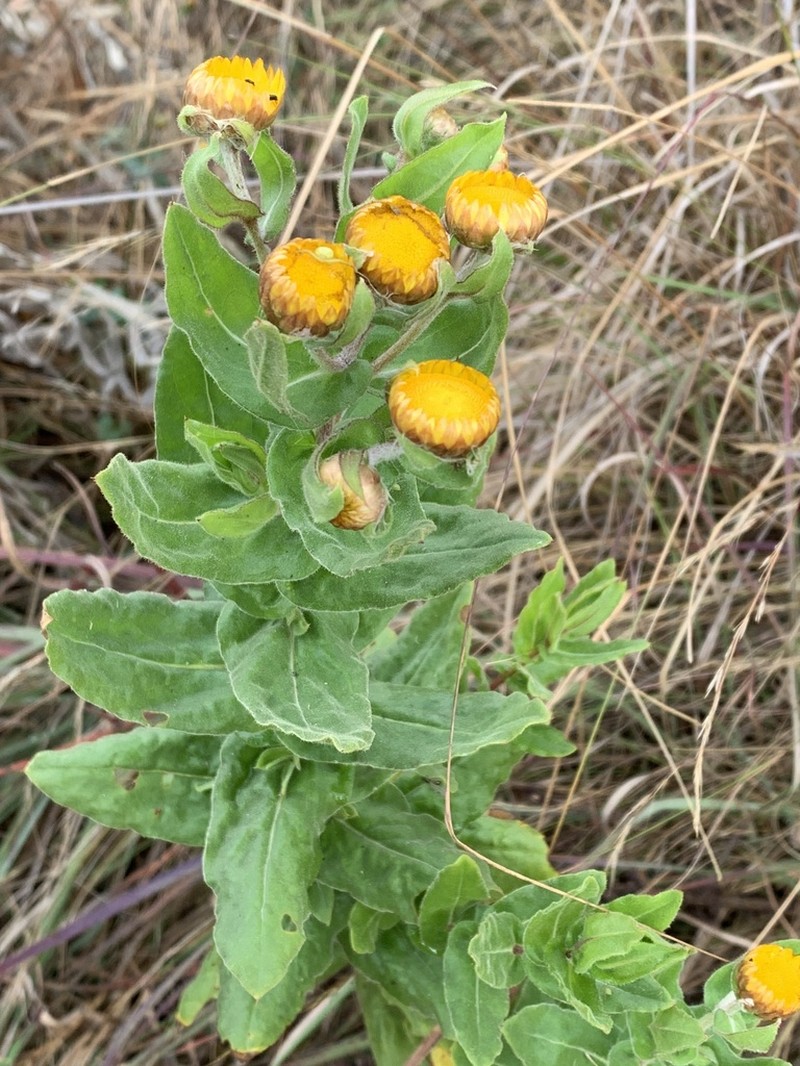 Helichrysum edwardsii photo 2