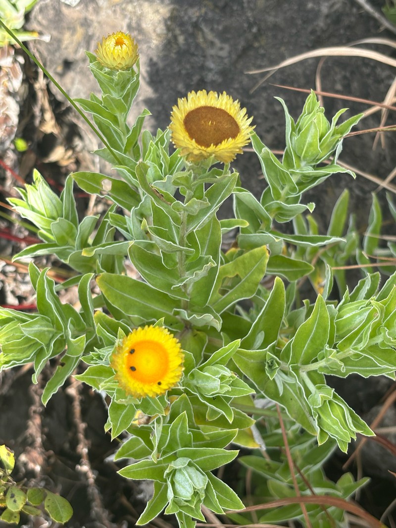Helichrysum edwardsii photo 3