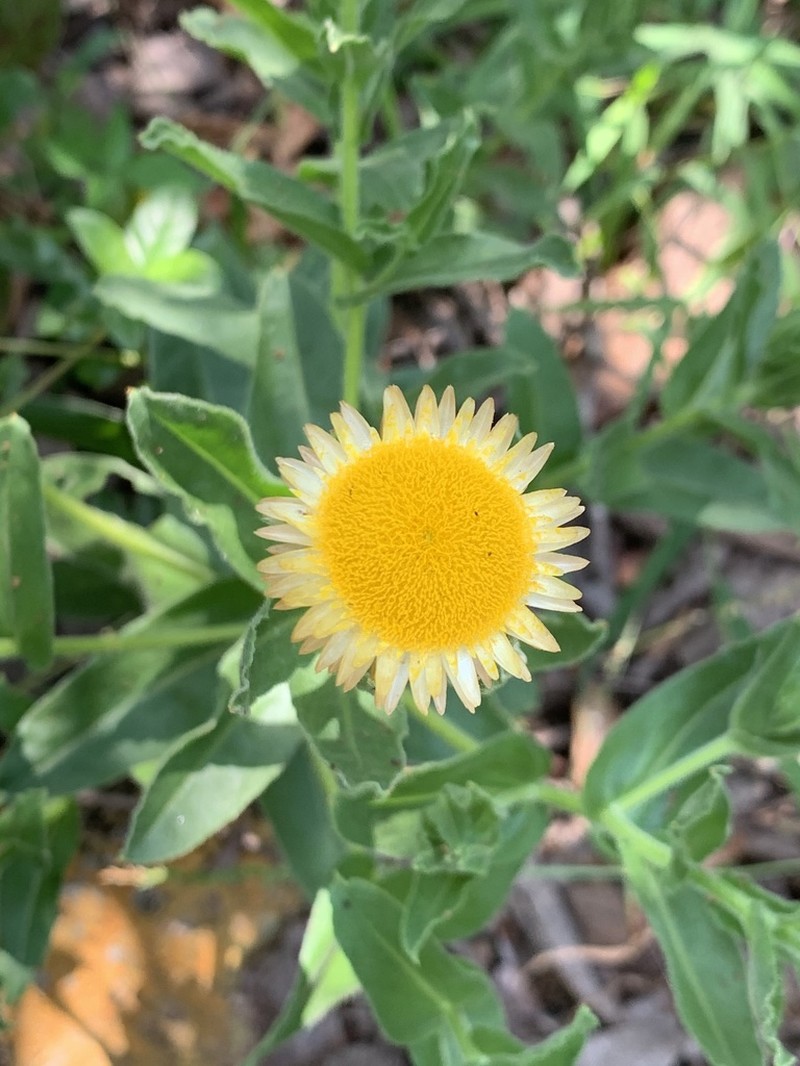 Helichrysum edwardsii photo 4