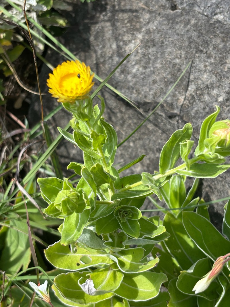 Helichrysum edwardsii photo 5