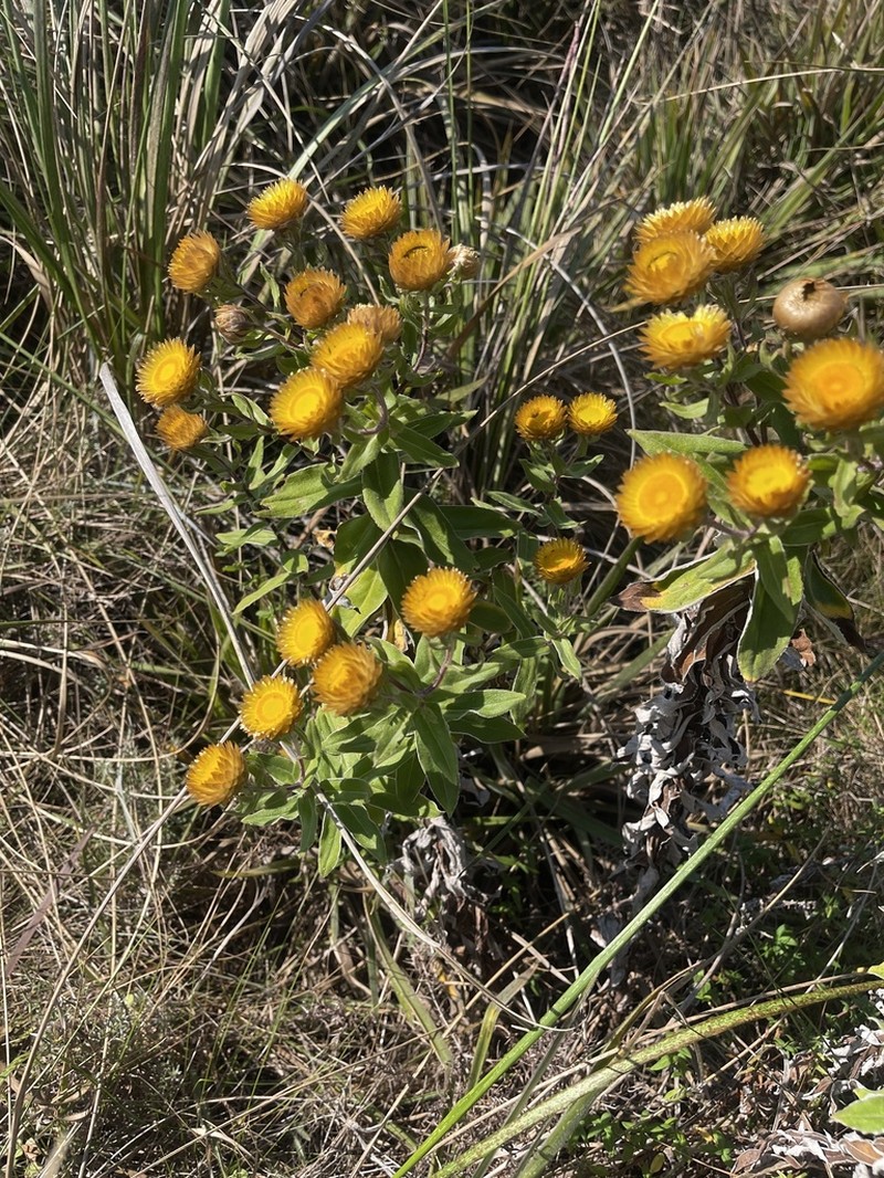 Helichrysum edwardsii photo 6