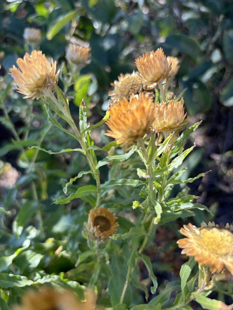 Helichrysum edwardsii photo 7