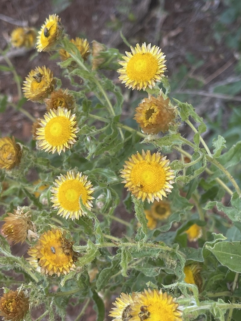 Helichrysum edwardsii photo 8