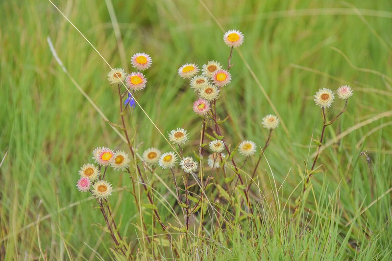 Helichrysum elegantissimum