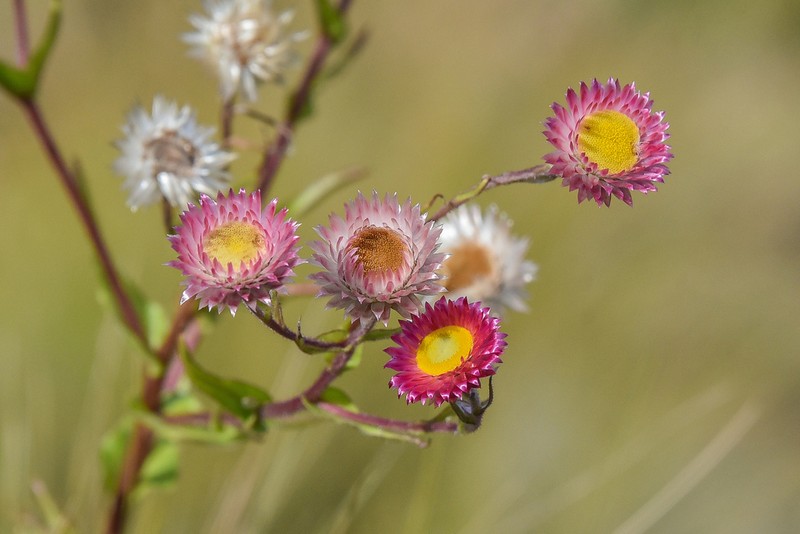 Helichrysum elegantissimum photo 2