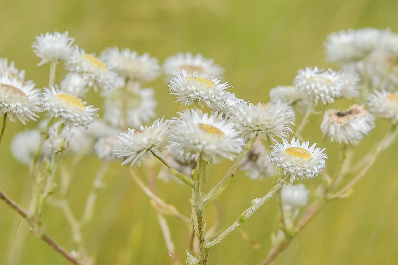 Helichrysum elegantissimum photo 3