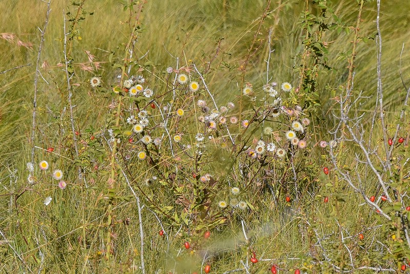 Helichrysum elegantissimum photo 4