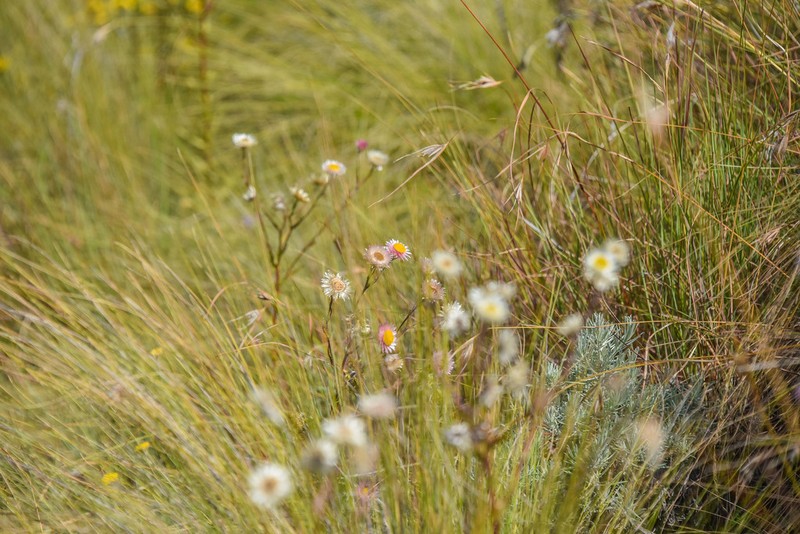 Helichrysum elegantissimum photo 5