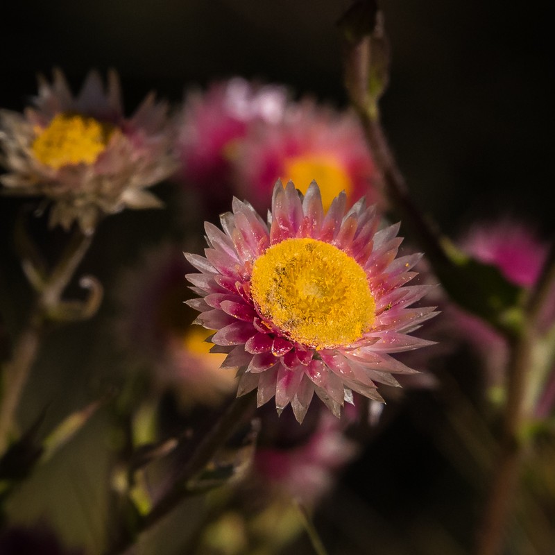 Helichrysum elegantissimum photo 6