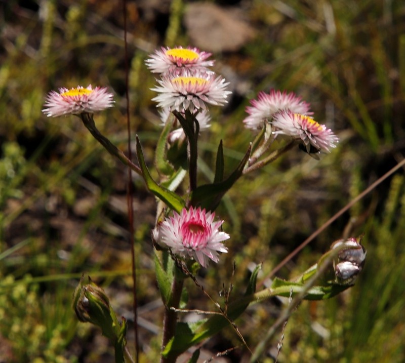 Helichrysum elegantissimum photo 7