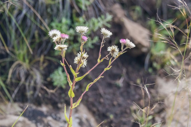 Helichrysum elegantissimum photo 8