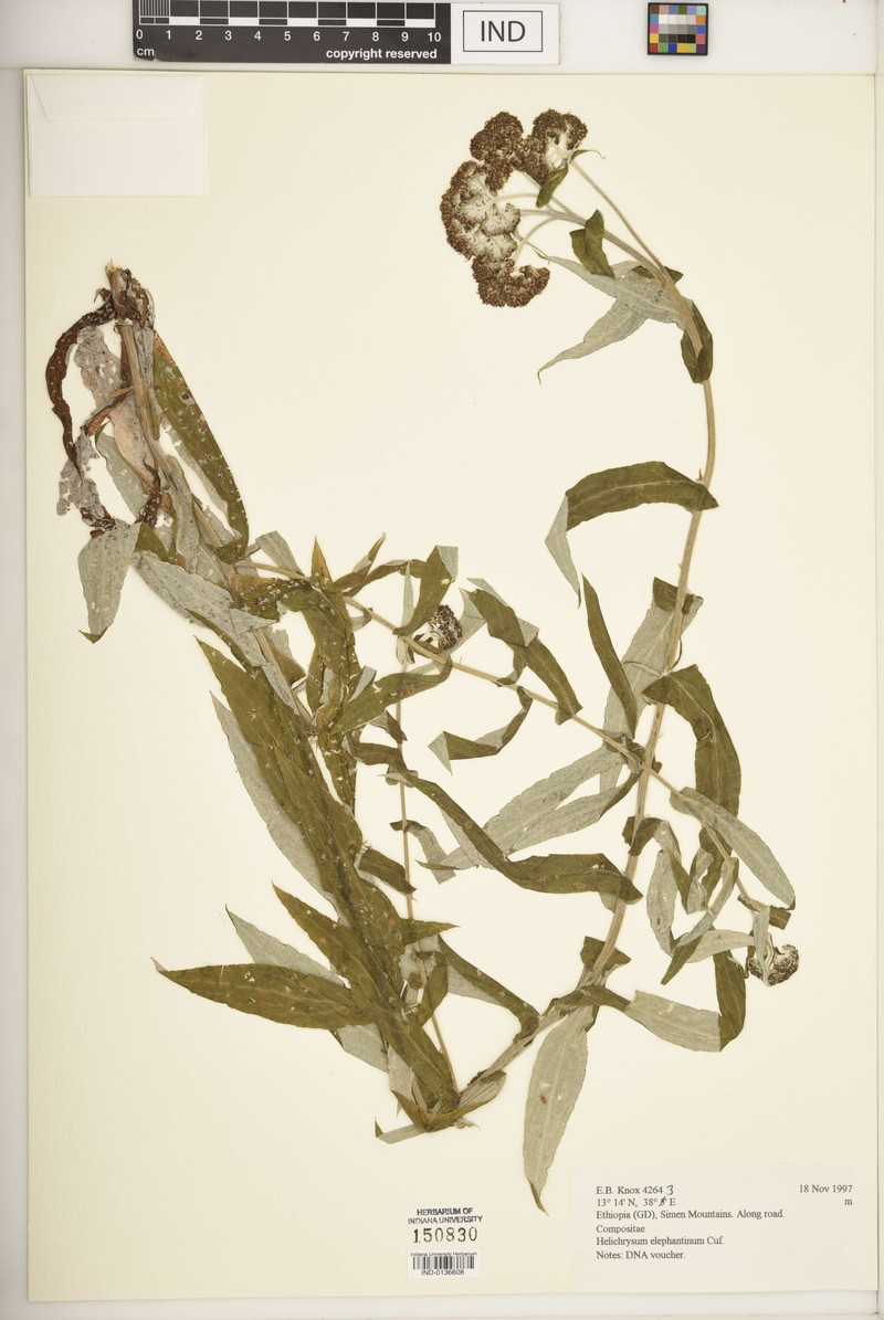 Helichrysum elephantinum