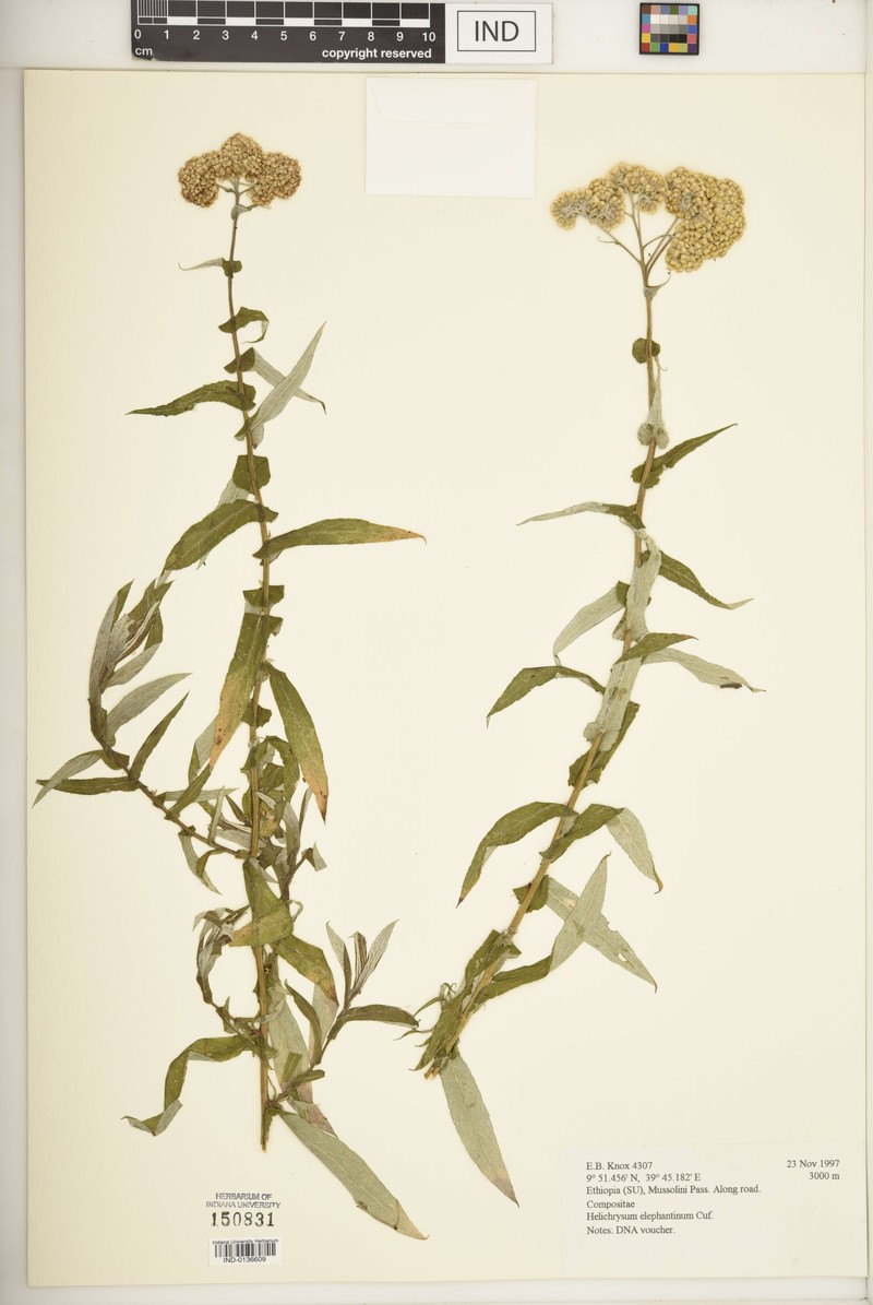 Helichrysum elephantinum photo 2