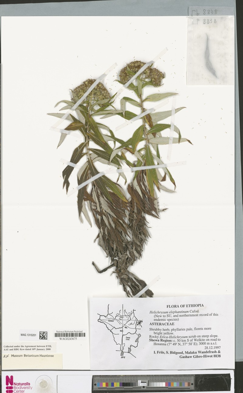 Helichrysum elephantinum photo 3