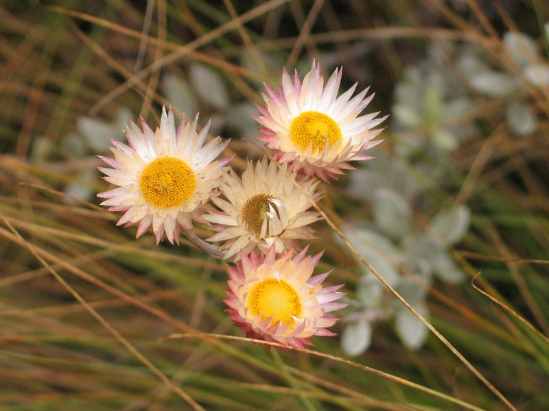 Helichrysum ellipticifolium photo 2