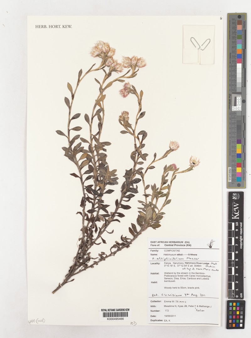Helichrysum ellipticifolium photo 3