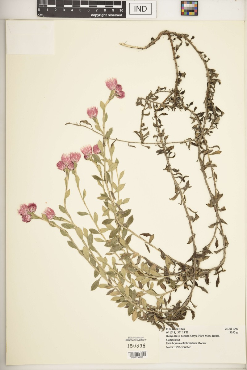 Helichrysum ellipticifolium photo 4
