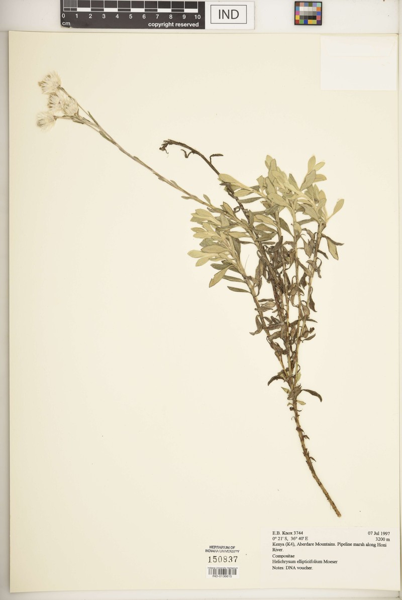 Helichrysum ellipticifolium photo 5