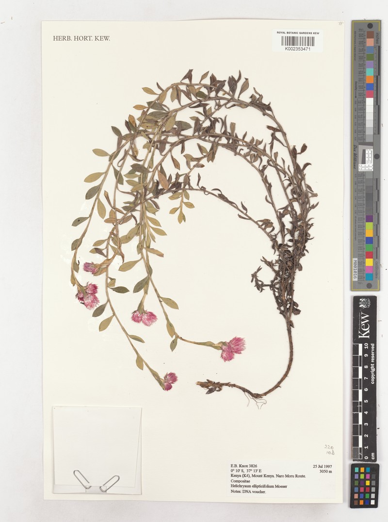 Helichrysum ellipticifolium photo 6