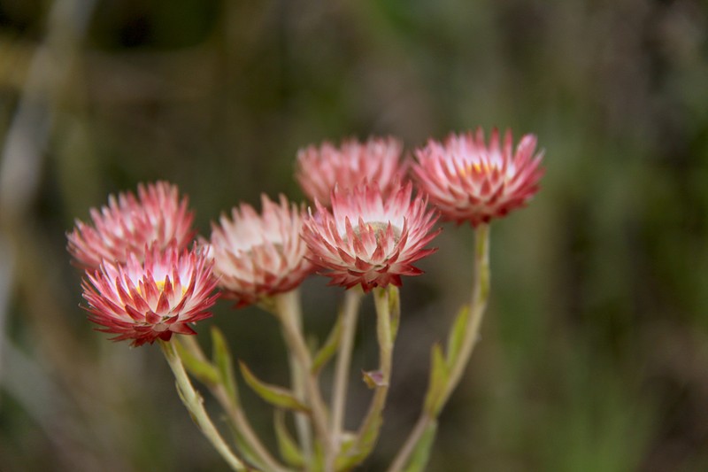 Helichrysum ellipticifolium