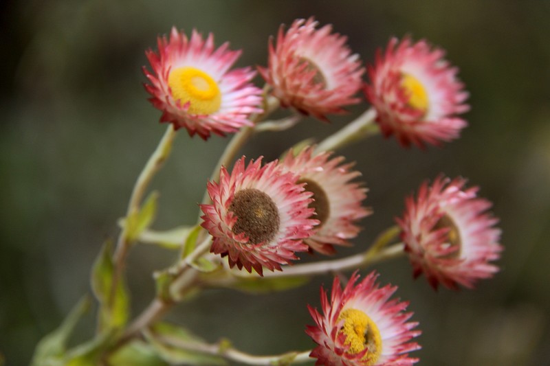 Helichrysum ellipticifolium photo 7