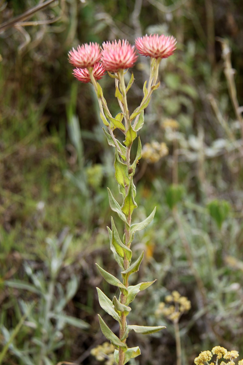 Helichrysum ellipticifolium photo 8