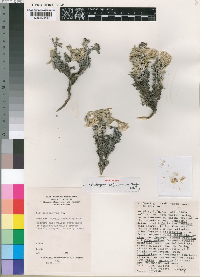 Helichrysum erigavoanum