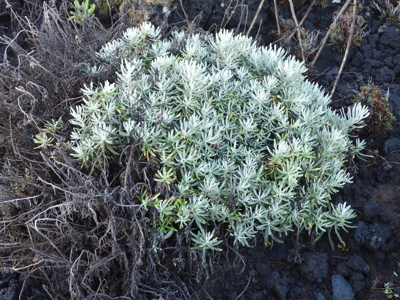Helichrysum errerae