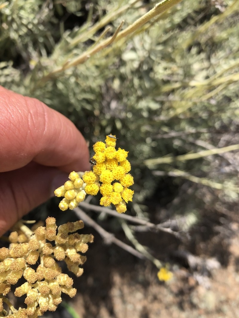 Helichrysum errerae photo 2