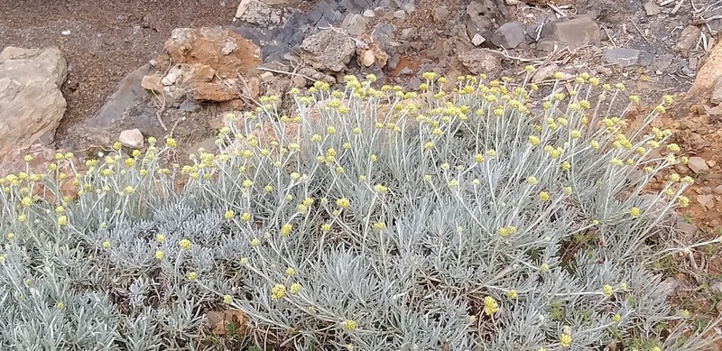 Helichrysum errerae photo 3