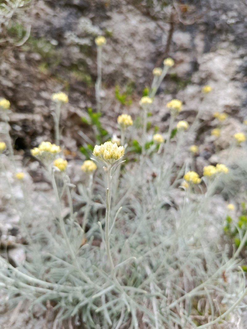 Helichrysum errerae photo 4
