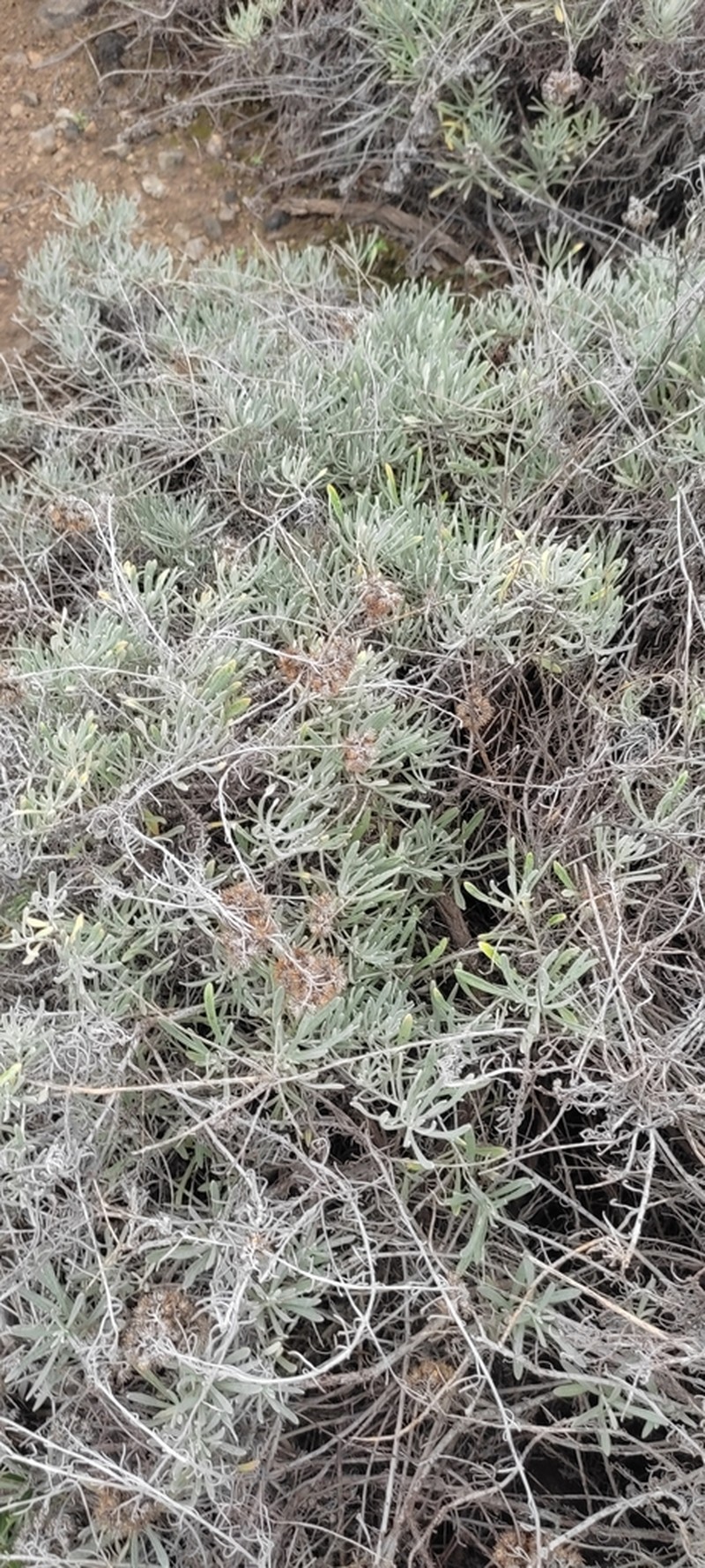 Helichrysum errerae photo 5