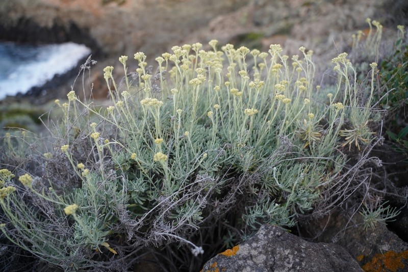 Helichrysum errerae photo 6