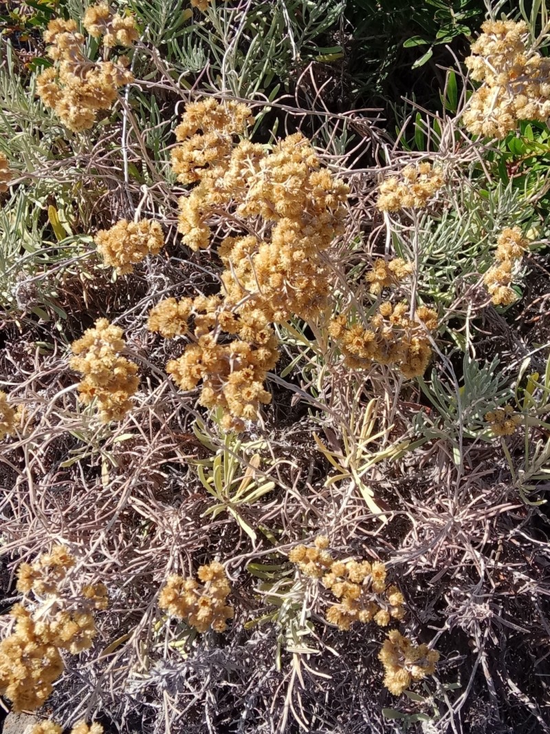 Helichrysum errerae photo 7