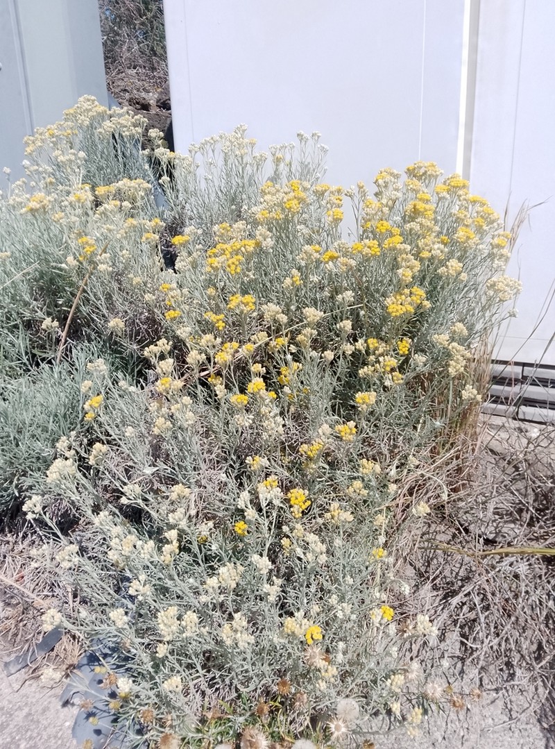 Helichrysum errerae photo 8