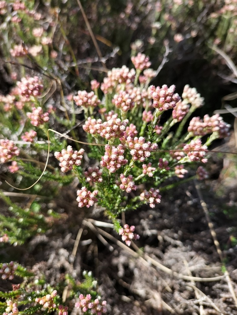 Helichrysum erubescens photo 2