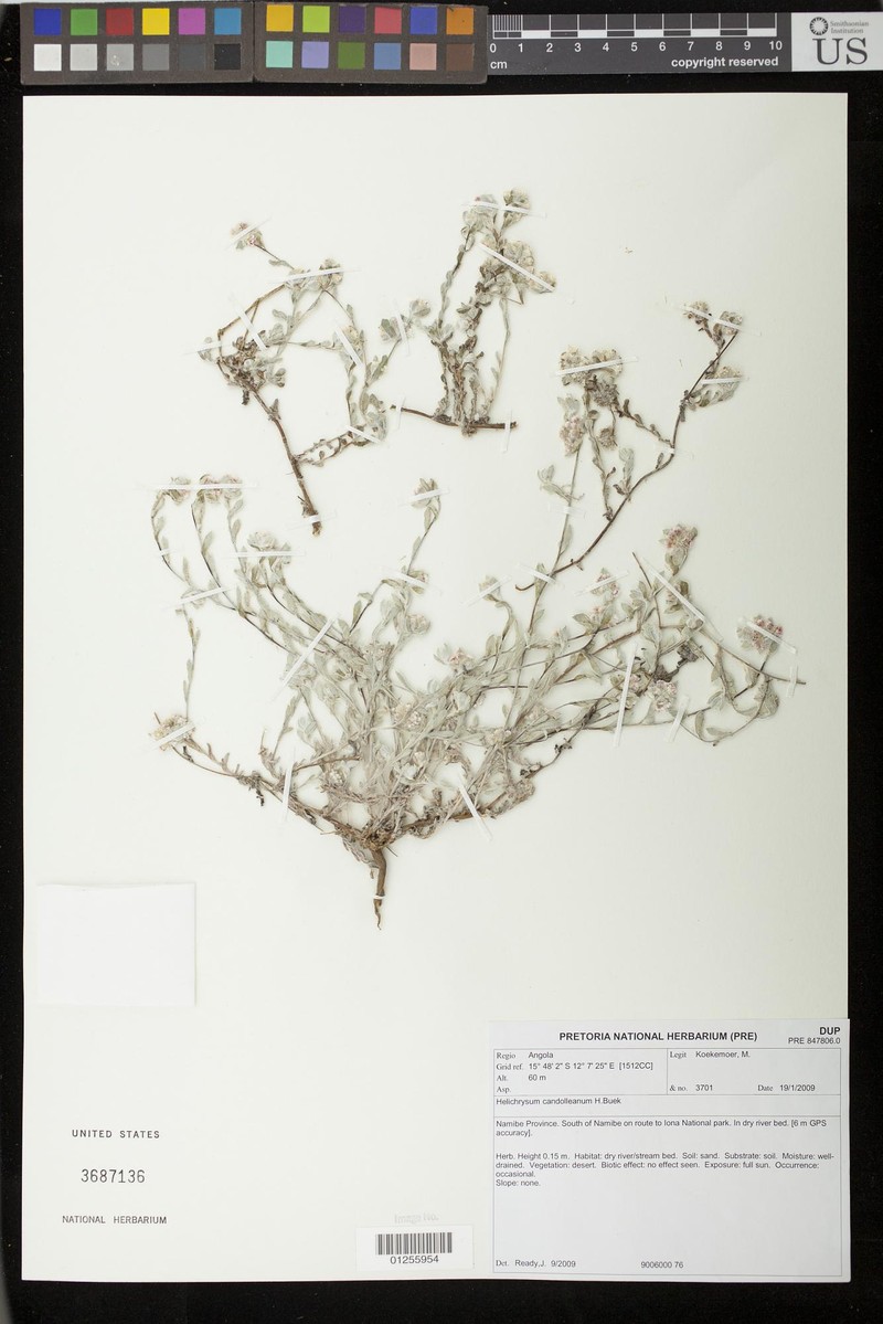 Helichrysum erubescens photo 3